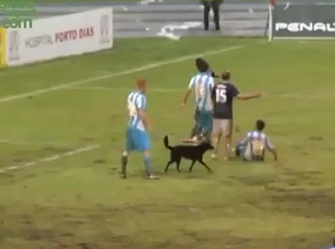 بالفيديو.. "كلب" مشاغب يقتحم مباراة ويتسبب في إفساد هجمة خطيرة