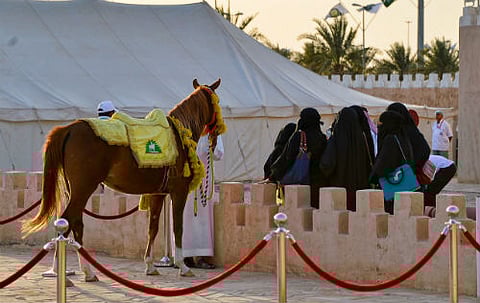جناح مركز الملك عبد العزيز للخيول بالجنادرية يشهد إقبالاً من الوفود الدولية