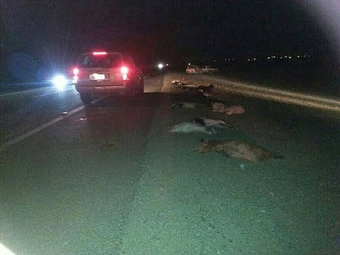 40 شاة تتعرض للدهس على طريق الشيق ببيشة