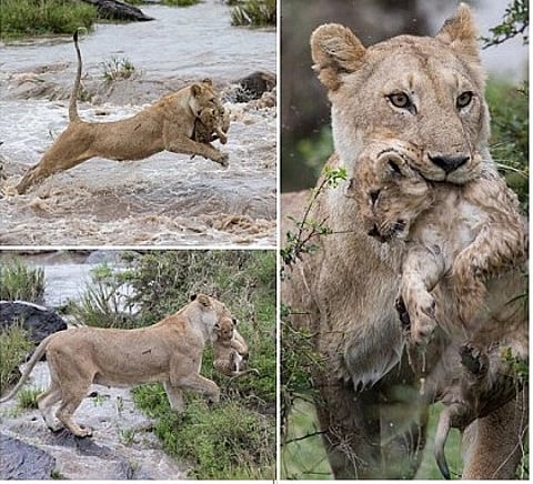 مغامرة لبؤة تعبر بشبلها نهراً هادراً