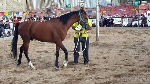 عرض 95 من الخيول بمليونين و260 ألف ريال في مزاد الطائف