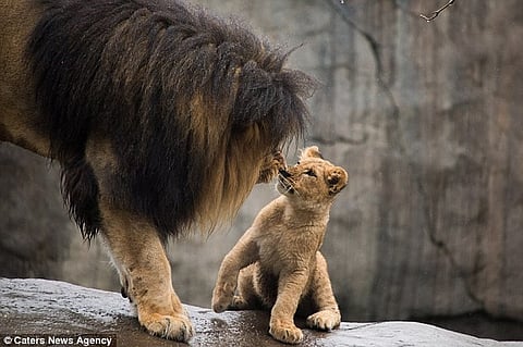 بالفيديو والصور.. اجتماع أسد بأشباله بعد 6 أشهر من الغياب