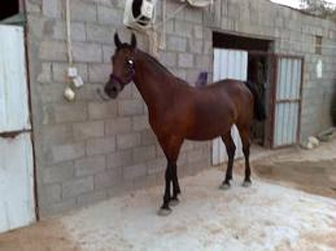 حاخام يهودي يحاول ذبح "فرس عربية" في القدس!