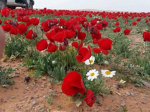 بالصور.. فيافي الجوف و"الشمالية" تزدان بـ"شقائق النعمان"