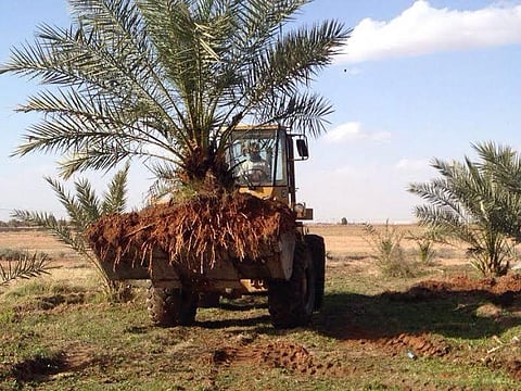 السوسة الحمراء تصيب 24 مزرعة نخيل وترعب مزارعي ساجر