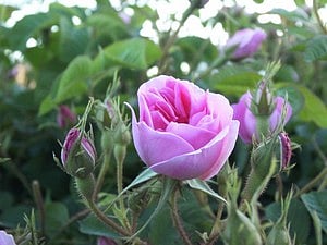 20 ألف ريال إجمالي جوائز مسابقة "الورد الطائفي"