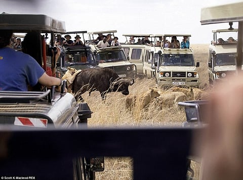 بالصور.. جاموس أفريقي يتصدَّى لهجوم 11 أسداً في معركة حياة