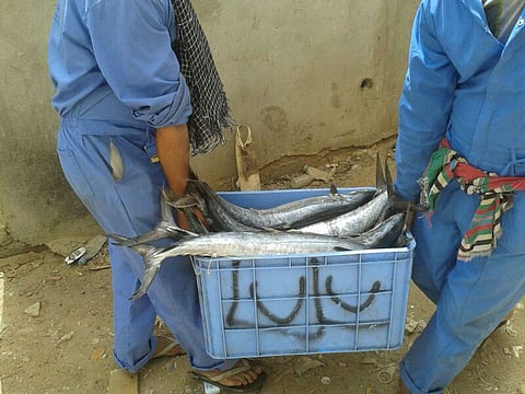 بلدية صامطة تصادر وتتلف 5 أطنان من الأسماك الفاسدة