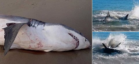 بالفيديو.. سمكة قرش تموت مختنقة بعد ابتلاعها "أسداً"