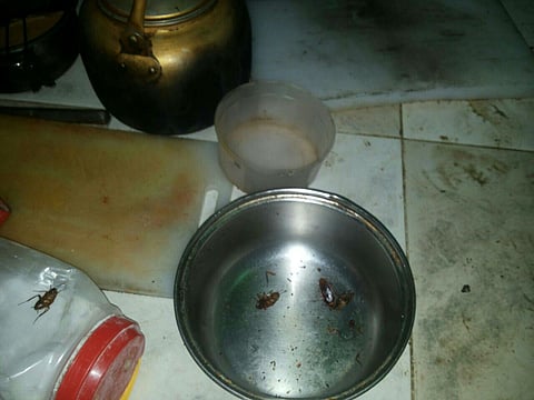 بالصور.. بلدية القوز تغلق وتغرم مطعماً كان يعج بـ "الصراصير"