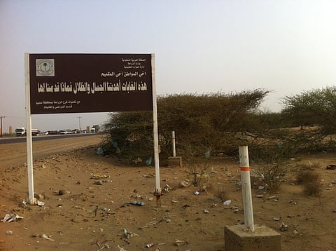 بالصور.. غابة صبيا.. أشجار مقطوعة وتحطيب جائر