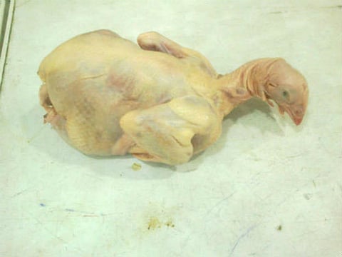 مواطن بتيماء يعثر على دجاجة مجمدة لم يُفصل رأسها عن بقية الجسد