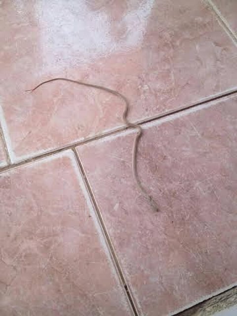 معلمه تقضي على "ثعبان" هاجم زميلاتها بمجمع الوطاة بالخرمة