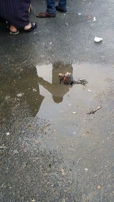 بالصور.. مياه متراكمة تتسبب في نفوق طيور بسوق بالطائف