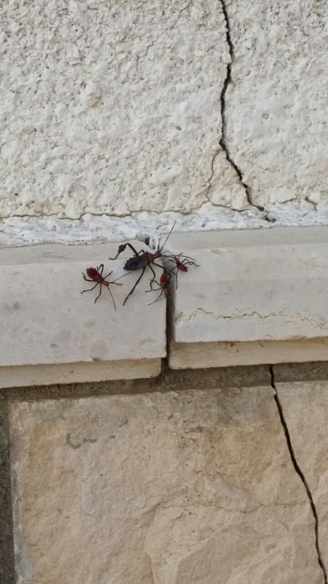 حشرة غريبة تتربص بطُلاب جامعة الطائف وتُثير خوفهم