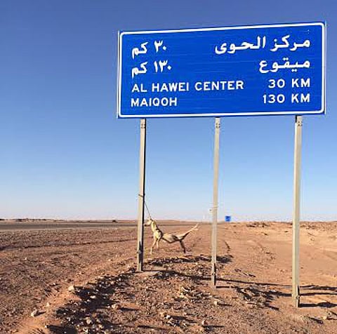 ثعلب مقتول يستوقف المسافرين بطريق "تبوك- الجوف"