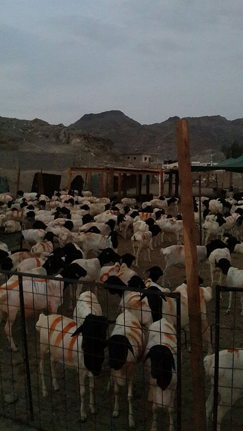 "مكافحة الذبح العشوائي" تواصل حملتها لمنع الحظائر المُخالفة بمكة