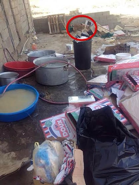 عمالة تحضر الرز للطبخ بين الكلاب الضالة والنفايات في مطعم بعفيف