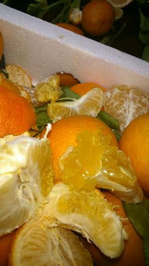 عزوف عن شراء "اليوسفي" بسبب اليرقات المميتة.. و"الزراعة" تطمئن