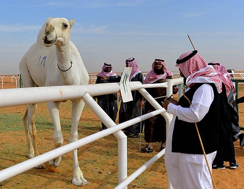 اختتام عروض الإبل الوضح في نفود أم رقيبة