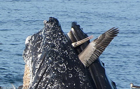 بالصور.. حوت ضخم يطبق بفكيه على طائر البجع ويعيده للحياة
