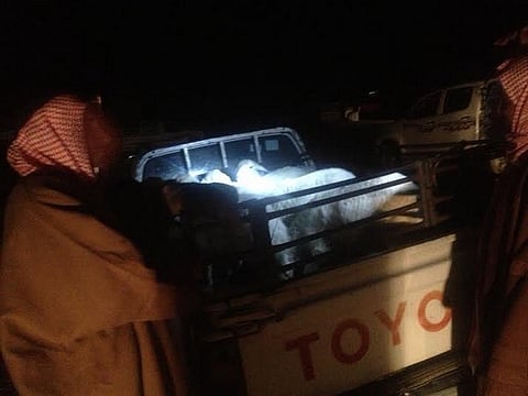 بالصور.. سوق أغنام الخرمة.. صفقات منتصف الليل تتم بأنوارالكشافات