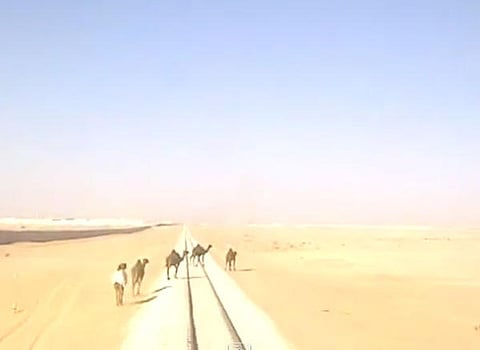 بعد أن نفى الواقعة .. مدير الخطوط الحديدية يؤكِّد: فيديو اصطدام "قطار البضائع" بالجِمال .. صحيح