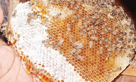 "ضمان بلغازي" يشارك في مهرجان جازان الأول للعسل 1436هـ