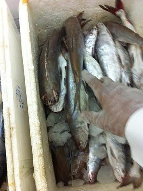 مصادرة وإتلاف أسماك غير صالحة للاستهلاك بعفيف
