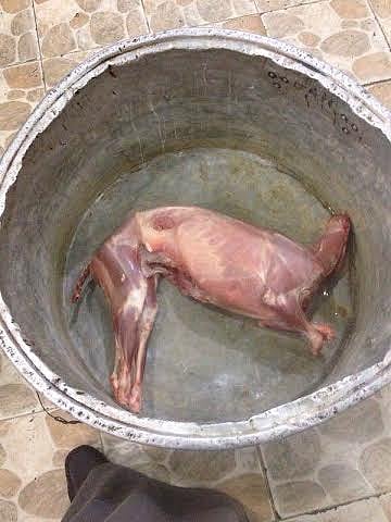 فحص "ذبيحة" مخبرياً لشَبه تفاصيل جسمها بالكلب "السلوقي" في عفيف