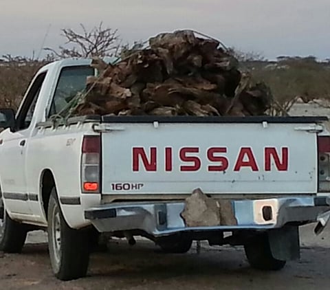 موجة برد منخفضة ترفع أسعار "الحطب" 60 % بالخرمة