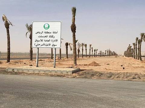 أمانة الرياض تنقل سوق الإبل للطوقي وتؤسس آخر للأسماك