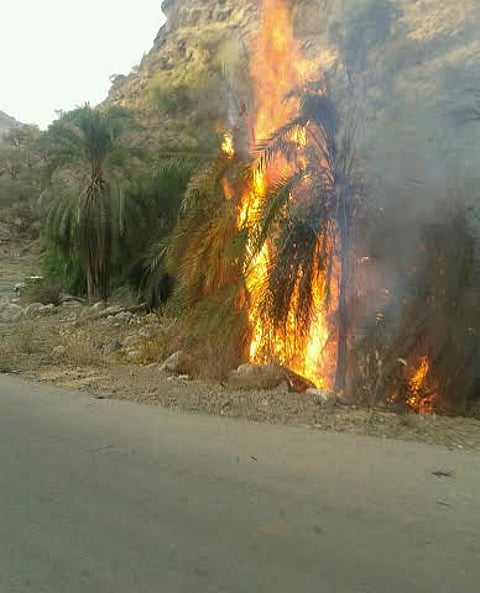 عابثون يحرقون أشجار متنزه الصمدة في "ربوعة عسير"