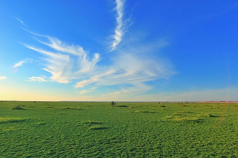 شاهد.. "رياض نجد" تكتسي بالخضرة لاستقبال المتنزهين