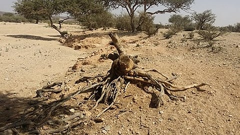 شاهد.. أودية شمال الطائف فريسة لـ"الاحتطاب الجائر"