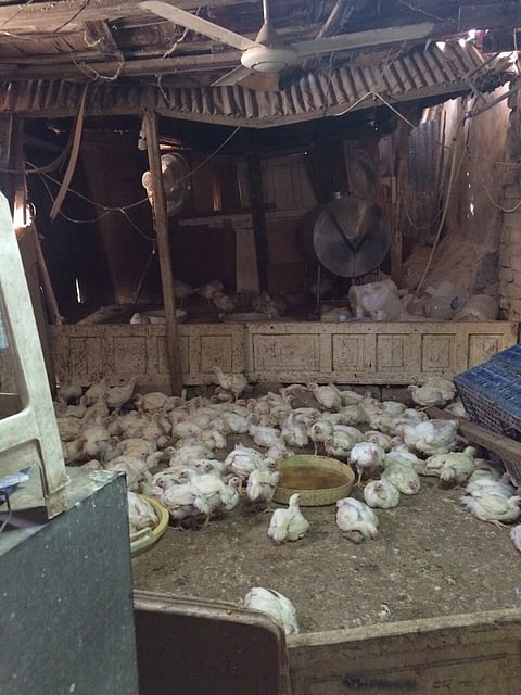 بلدية "معابدة مكة" تصادر 3 آلاف دجاجة وتغلق مطعماً شهيراً