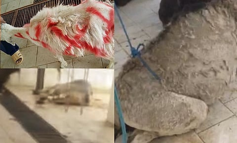 "بلدية وادي الدواسر" تنفي فيديو "الأغنام الهزيلة والبقرة النافقة"