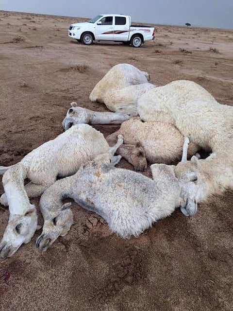 صاعقة رعدية تقتل ٦ من الإبل وتصيب راعيها غرب البجادية