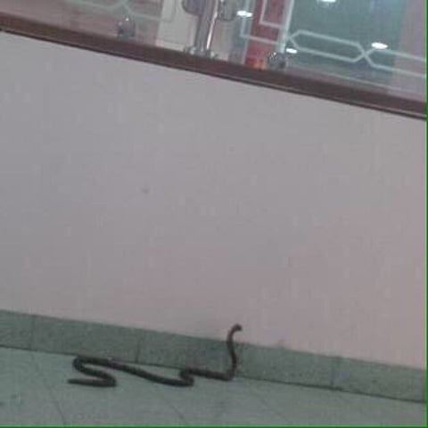 ثعبان يثير هلع الطالبات في جامعة أم القرى بالزاهر