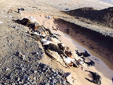 شاهد.. السيول تجرف 80 رأساً من الماشية بمزرعة في "أبو راكة"