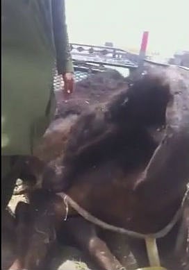 مواطن يحبط تهريب جَمل نافق لأحد المطابخ بجدة