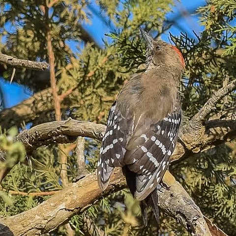 شاهد.. طيور مهاجرة مبهرة الألوان في رحلة بحث عن طعام