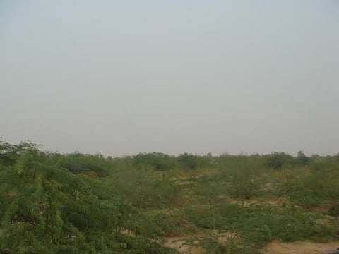 زراعة 300 ألف شجرة شمال "وادي الدواسر"