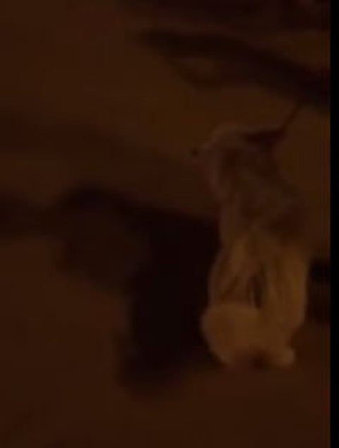 بالفيديو.. شاب يصطحب كلب زينة في حديقة بتبوك وتخوف من تفشي الظاهرة