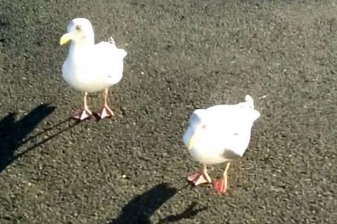 شاهد.. رقصة النورس للحصول على رقائق البطاطس