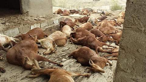 شاهد.. مواطن يفاجأ بنفوق 52 من أغنامه دفعة واحدة