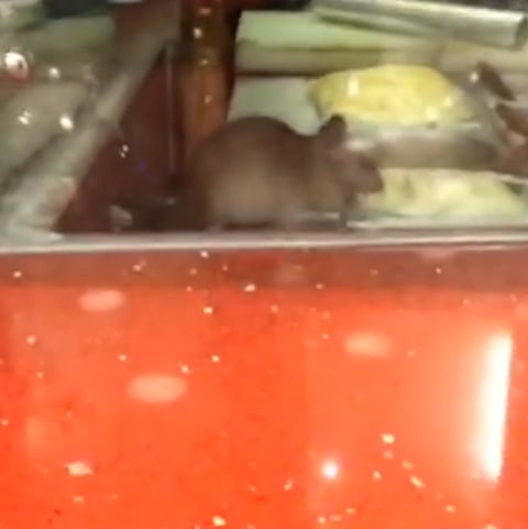 "أمانة" جدة: أغلقنا مطعم "الفأر" الذي يأكل من وجبات الطعام