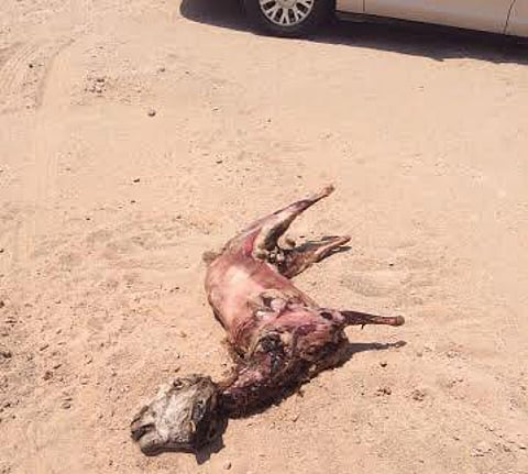 بالفيديو.. ضبط "عامل بوفيه" يبيع الجيف لزبائنه بحفر الباطن