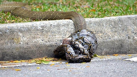 بالفيديو.. ثعبان "أصلة" يهرب من مواجهة "كوبرا"