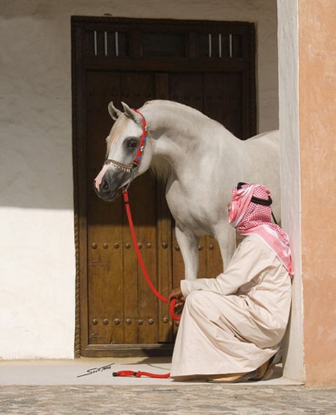موقع فرنسي يكذب: إعدام "حصان" بتهمة الاغتصاب في السعودية!